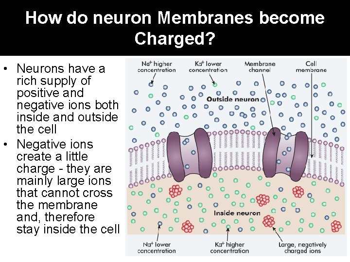 How do neuron Membranes become Charged? • Neurons have a rich supply of positive