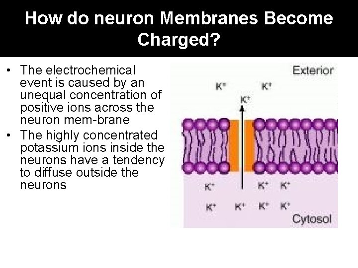 How do neuron Membranes Become Charged? • The electrochemical event is caused by an