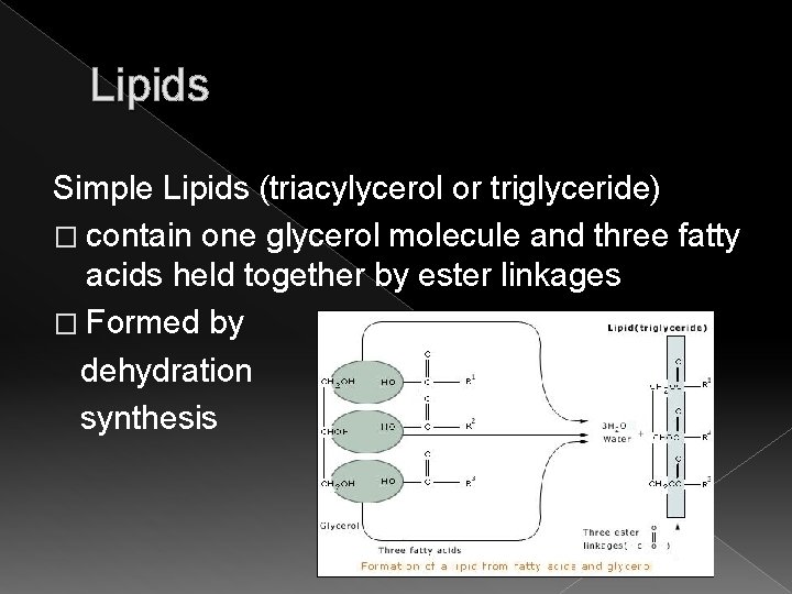 Lipids Simple Lipids (triacylycerol or triglyceride) � contain one glycerol molecule and three fatty