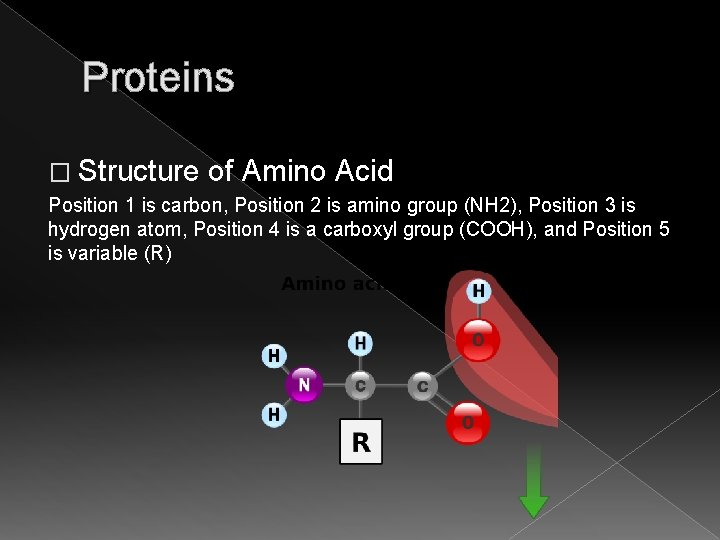 Proteins � Structure of Amino Acid Position 1 is carbon, Position 2 is amino