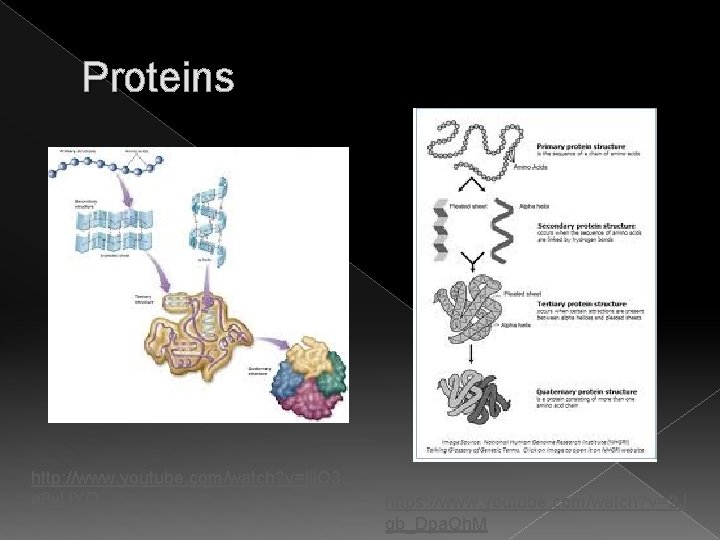 Proteins http: //www. youtube. com/watch? v=lij. Q 3 a 8 y. UYQ https: //www.