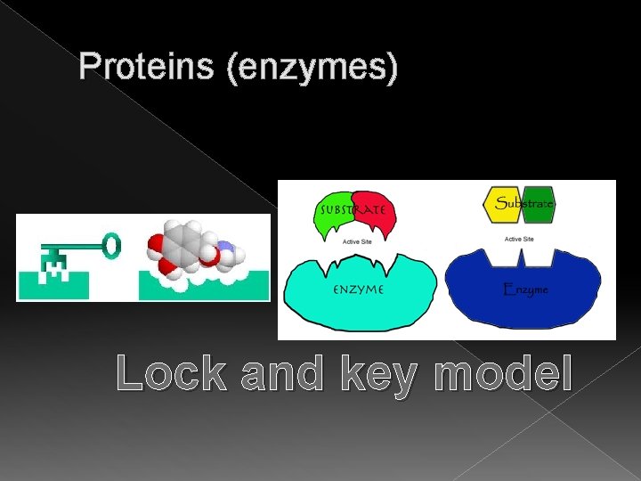 Proteins (enzymes) Lock and key model 