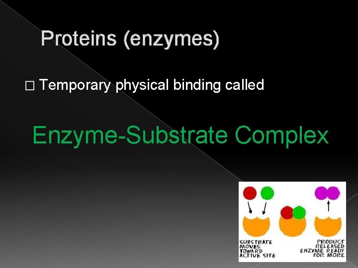 Proteins (enzymes) � Temporary physical binding called Enzyme-Substrate Complex 