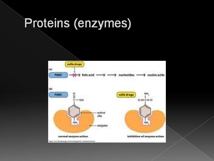 Proteins (enzymes) 