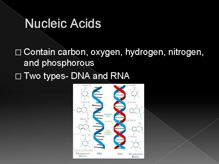 Nucleic Acids � Contain carbon, oxygen, hydrogen, nitrogen, and phosphorous � Two types- DNA