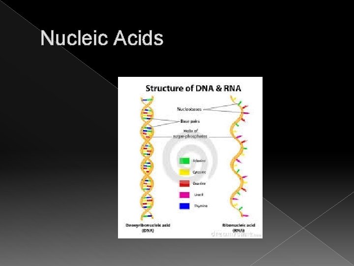 Nucleic Acids 
