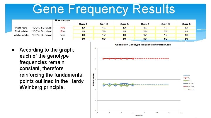 Gene Frequency Results ● According to the graph, each of the genotype frequencies remain