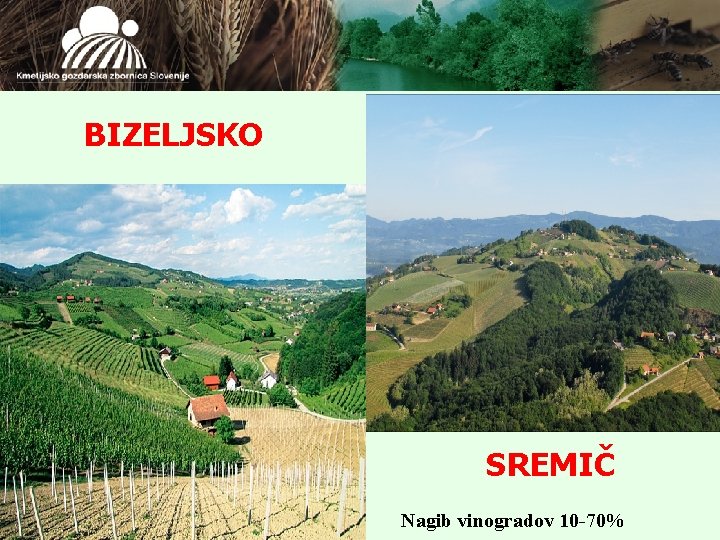 BIZELJSKO SREMIČ Nagib vinogradov 10 -70% 