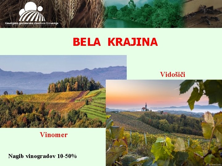 BELA KRAJINA Vidošiči Vinomer Nagib vinogradov 10 -50% 