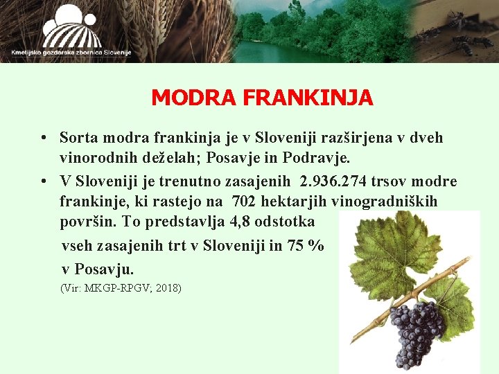 MODRA FRANKINJA • Sorta modra frankinja je v Sloveniji razširjena v dveh vinorodnih deželah;