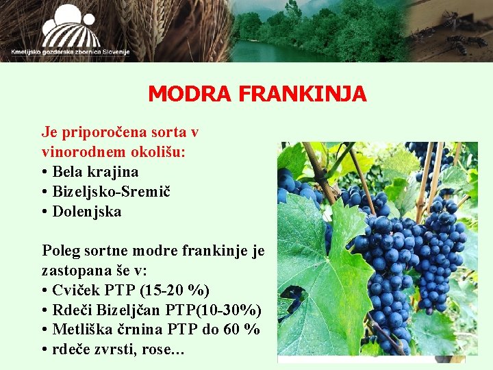 MODRA FRANKINJA Je priporočena sorta v vinorodnem okolišu: • Bela krajina • Bizeljsko-Sremič •