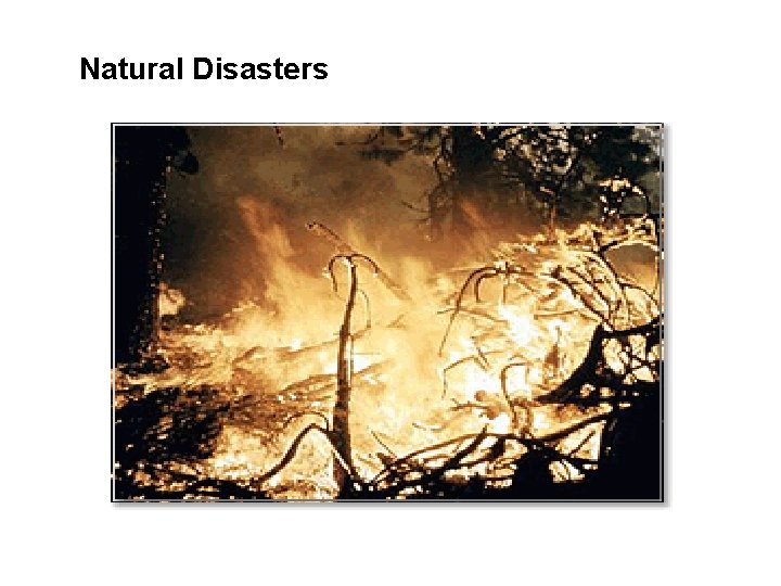 Natural Disasters 