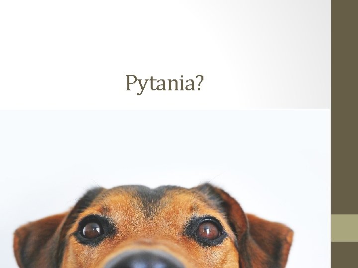 Pytania? 