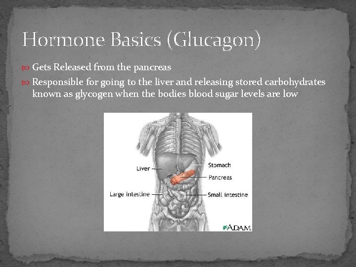 Hormone Basics (Glucagon) Gets Released from the pancreas Responsible for going to the liver