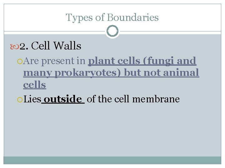 Types of Boundaries 2. Cell Walls Are present in plant cells (fungi and many