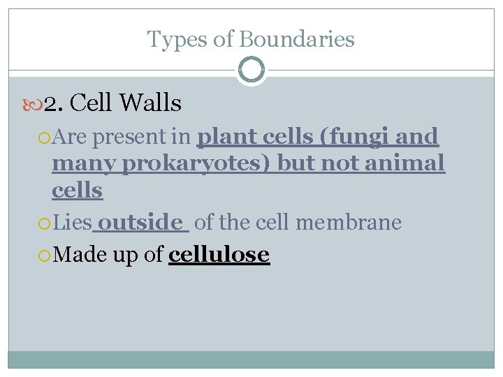 Types of Boundaries 2. Cell Walls Are present in plant cells (fungi and many