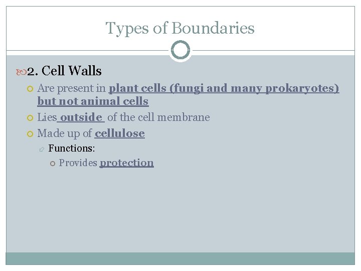 Types of Boundaries 2. Cell Walls Are present in plant cells (fungi and many
