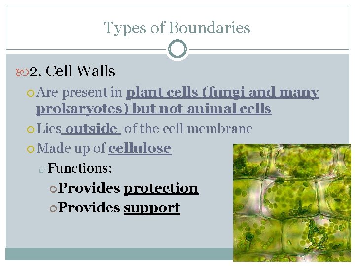 Types of Boundaries 2. Cell Walls Are present in plant cells (fungi and many