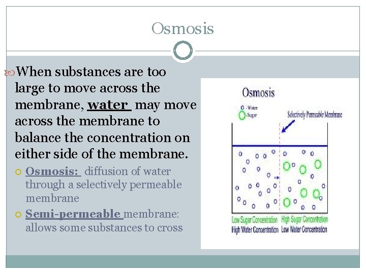 Osmosis When substances are too large to move across the membrane, water may move