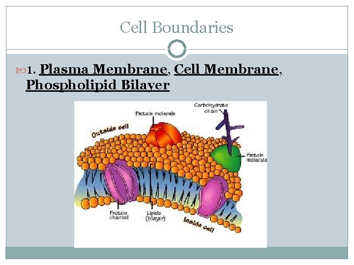Cell Boundaries 1. Plasma Membrane, Cell Membrane, Phospholipid Bilayer 