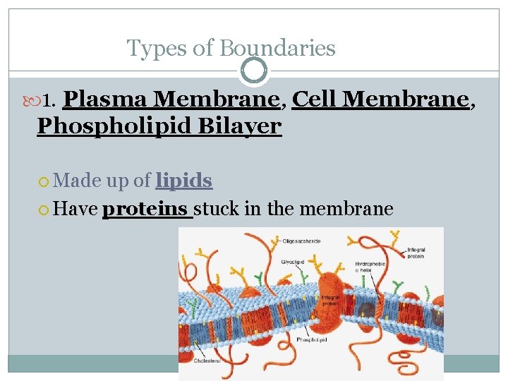 Types of Boundaries 1. Plasma Membrane, Cell Membrane, Phospholipid Bilayer Made up of lipids