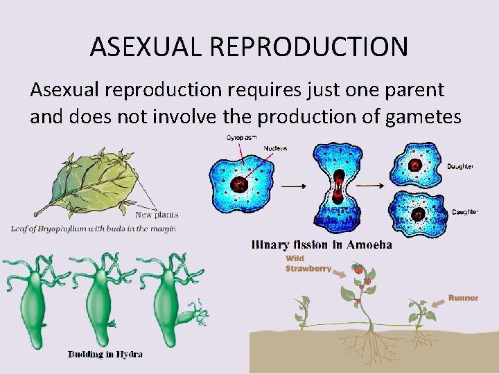 ASEXUAL REPRODUCTION Asexual reproduction requires just one parent and does not involve the production