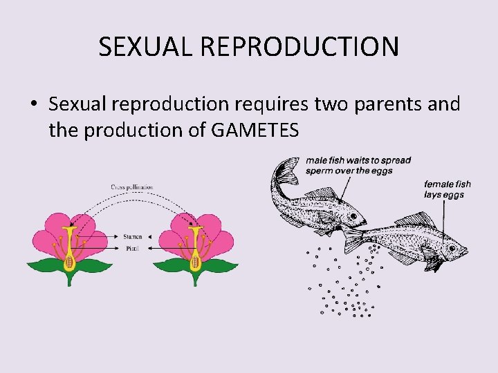 SEXUAL REPRODUCTION • Sexual reproduction requires two parents and the production of GAMETES 