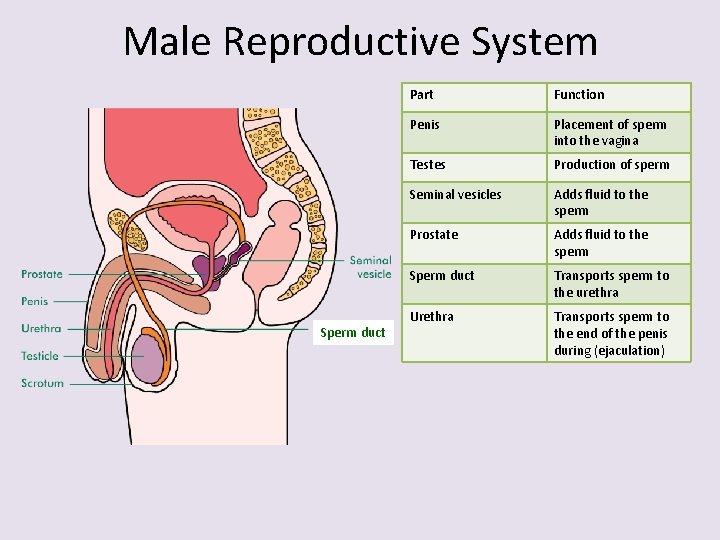 Male Reproductive System Sperm duct Part Function Penis Placement of sperm into the vagina