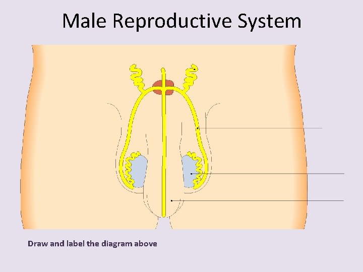 Male Reproductive System Draw and label the diagram above 