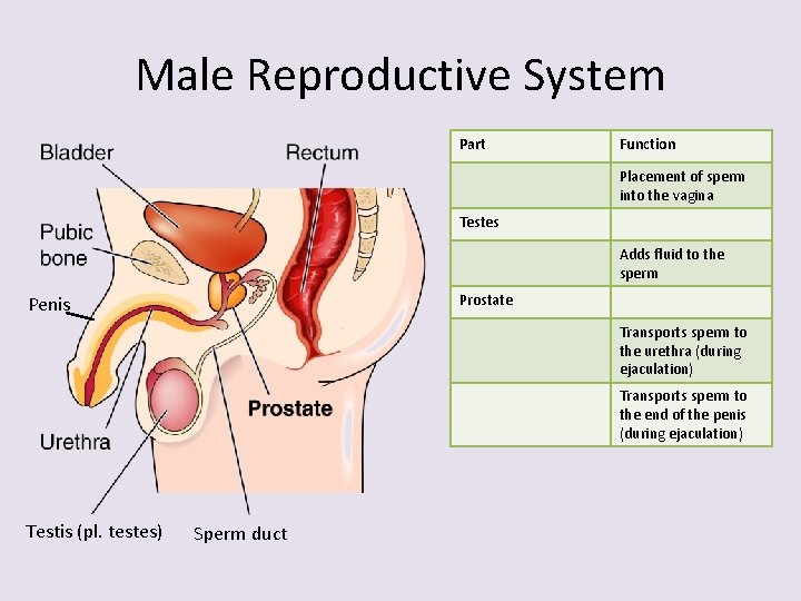 Male Reproductive System Part Function Placement of sperm into the vagina Testes Adds fluid