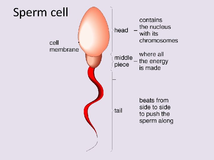 Sperm cell 
