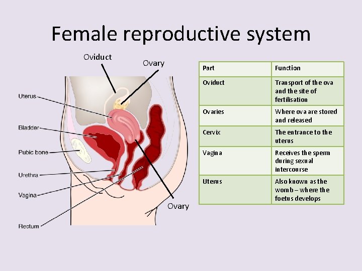 Female reproductive system Oviduct Ovary Part Function Oviduct Transport of the ova and the