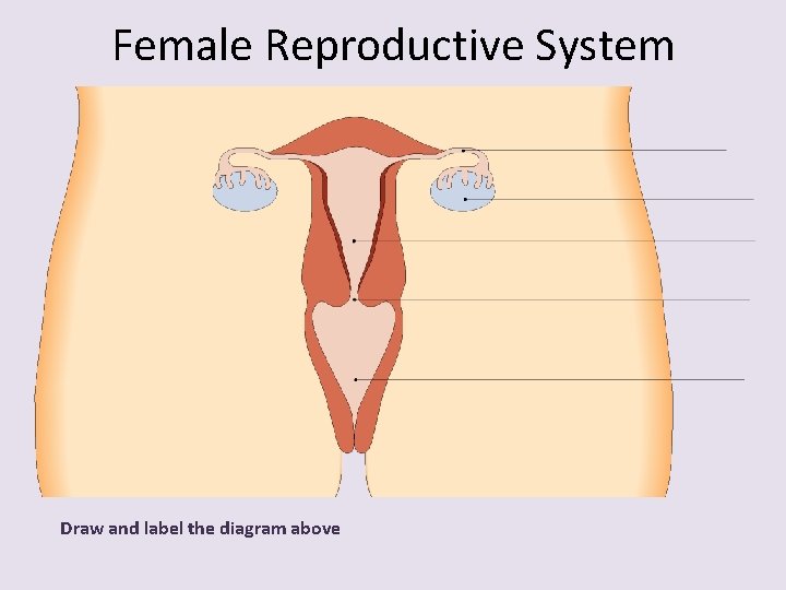 Female Reproductive System Draw and label the diagram above 