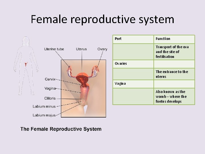 Female reproductive system Part Function Transport of the ova and the site of fertilisation