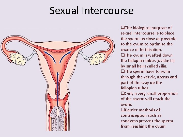 Sexual Intercourse q. The biological purpose of sexual intercourse is to place the sperm