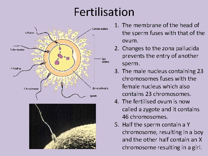 Fertilisation 1. The membrane of the head of the sperm fuses with that of