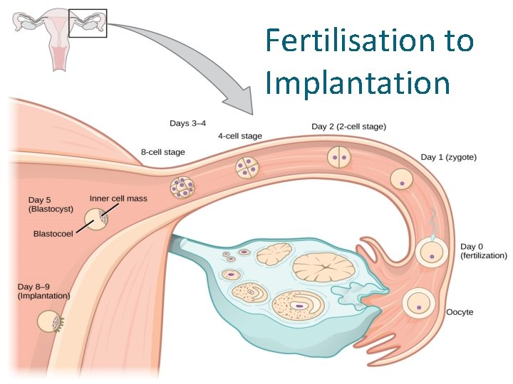 Fertilisation to Implantation 