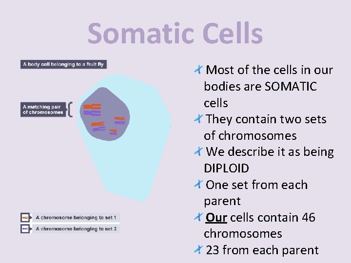 Somatic Cells Most of the cells in our bodies are SOMATIC cells They contain