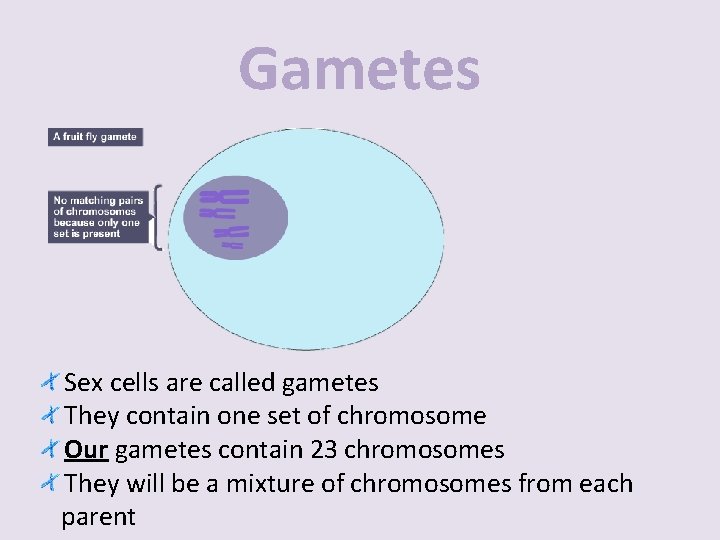 Gametes Sex cells are called gametes They contain one set of chromosome Our gametes