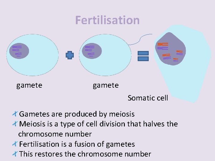 Fertilisation gamete Somatic cell Gametes are produced by meiosis Meiosis is a type of