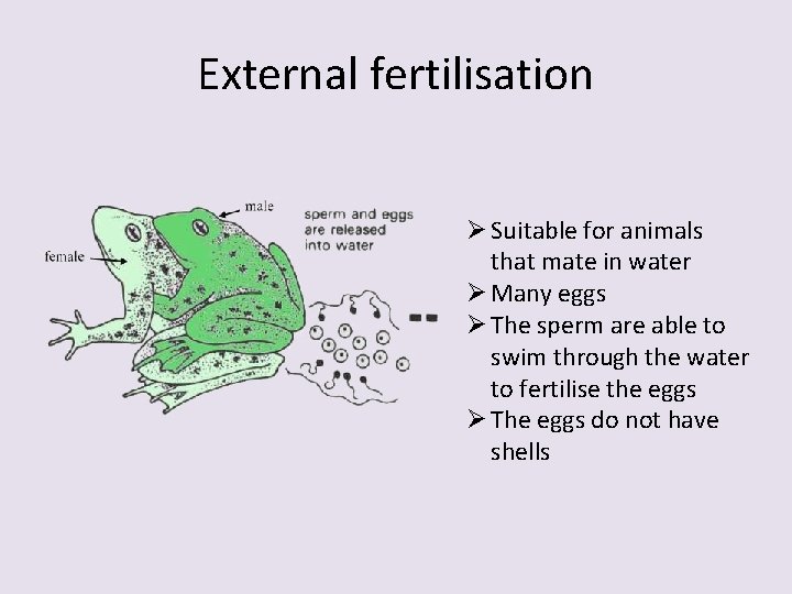 External fertilisation Ø Suitable for animals that mate in water Ø Many eggs Ø