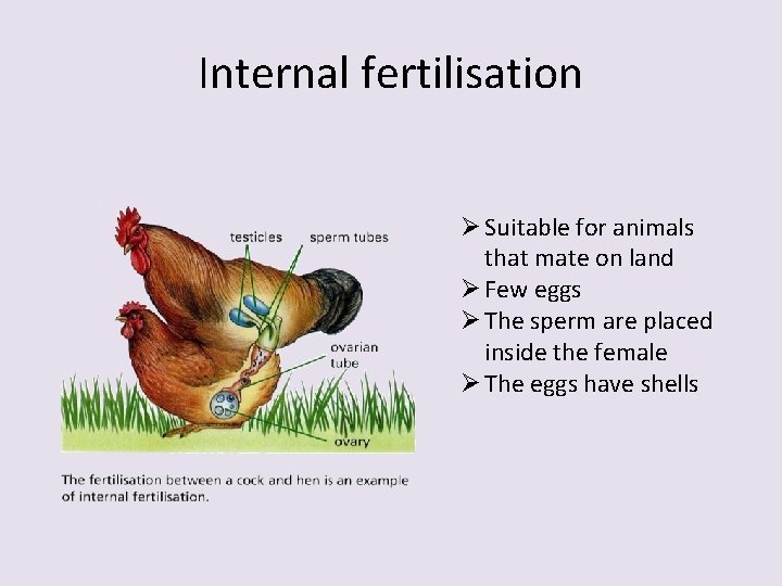 Internal fertilisation Ø Suitable for animals that mate on land Ø Few eggs Ø