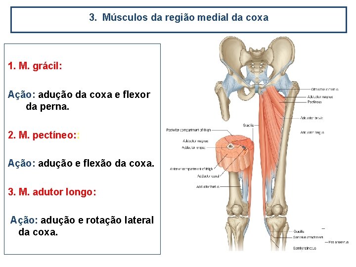3. Músculos da região medial da coxa 1. M. grácil: Ação: adução da coxa