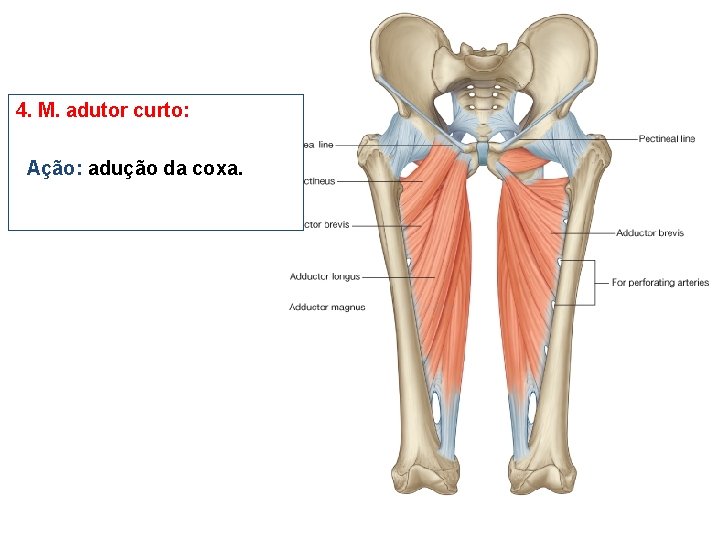 4. M. adutor curto: Ação: adução da coxa. 