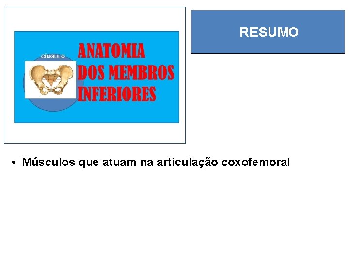 RESUMO • Músculos que atuam na articulação coxofemoral 