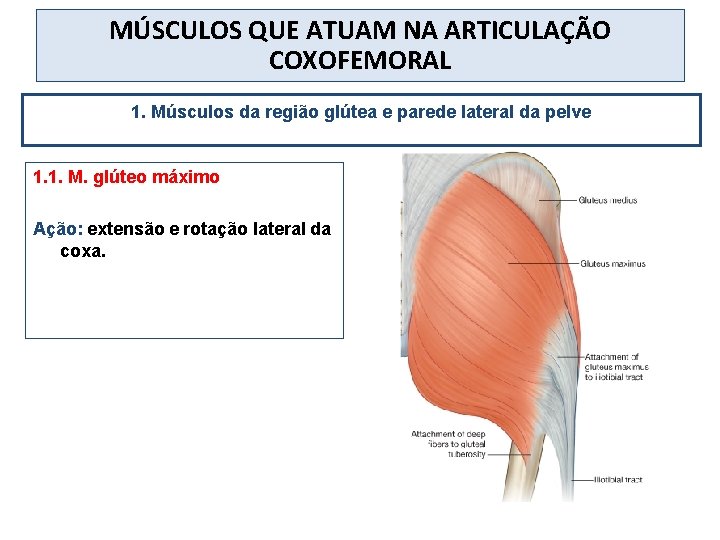 MÚSCULOS QUE ATUAM NA ARTICULAÇÃO COXOFEMORAL 1. Músculos da região glútea e parede lateral