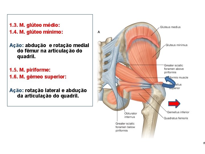 1. 3. M. glúteo médio: 1. 4. M. glúteo mínimo: Ação: abdução e rotação