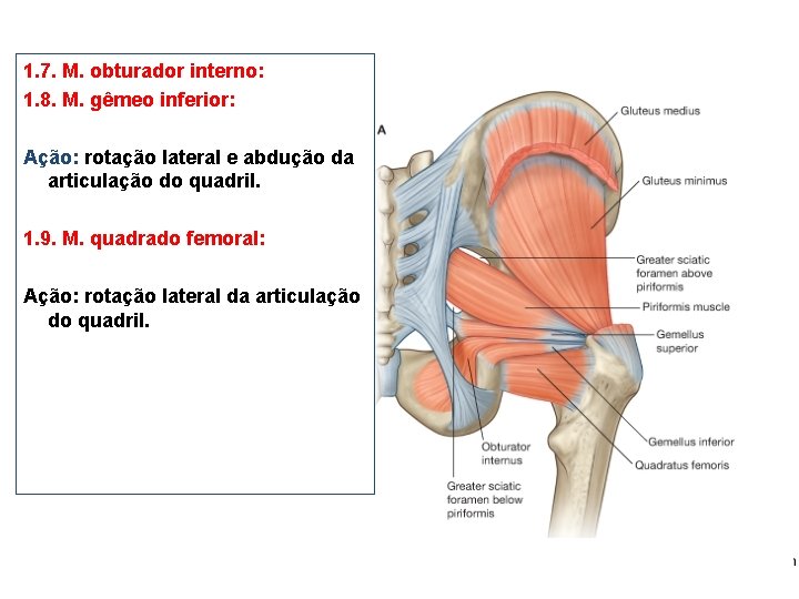 1. 7. M. obturador interno: 1. 8. M. gêmeo inferior: Ação: rotação lateral e