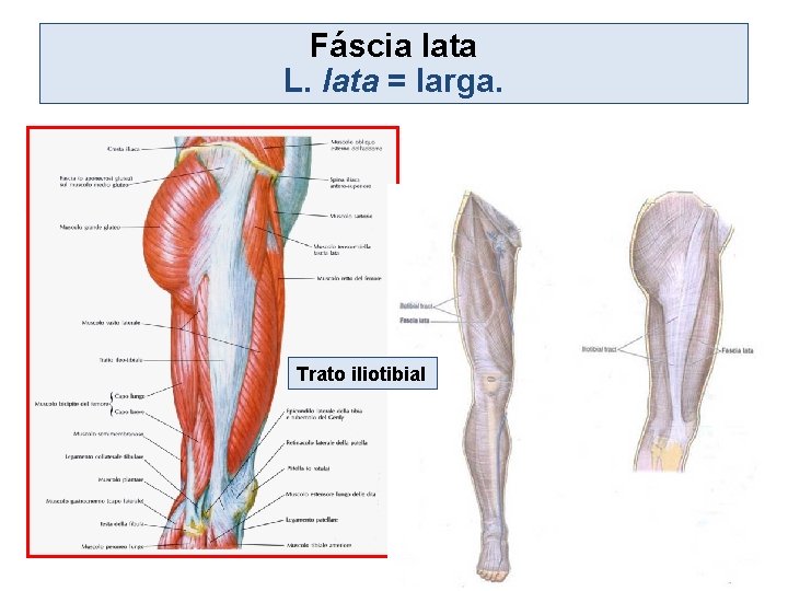 Fáscia lata L. lata = larga. Trato iliotibial 