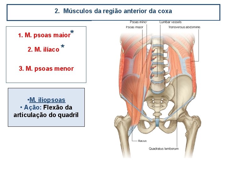 2. Músculos da região anterior da coxa 1. M. psoas maior 2. M. ilíaco
